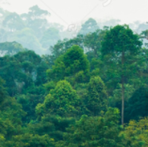 Product picture Sounds of the Sumatran Rainforest (morning)